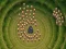 Humans v/s Gorilla — gratis online spil