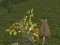 Laro Forest Mouse online