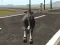 Crazy Bull City — free online game