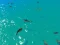 Hungry Shark Hunt — free online game