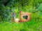 Return To Alsunga Forest — free online game