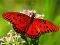 Nature Jigsaw Puzzle Butterfly — free online game