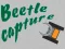 Beetle Capture — free online game