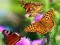 Butterfly Slide — free online game