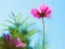 Cosmos Pink Flower Jigsaw — free online game