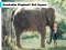 Laro Cambodia Elephant Kid Jigsaw online