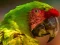 Parrot Bird Puzzle — free online game