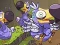 Save The Dodos