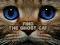 Find the Ghost Cat — free online game