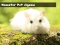 Hamster Pet Jigsaw — δωρεάν online παιχνίδι