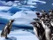 Penguins Slide — free online game