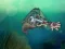 Feed Us 2 — free online game