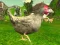Chicken Shooter — free online game