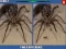 Spider Hidden Difference — free online game