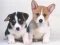Cute Puppies Puzzle — free online game