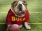 Funny Doggy — free online game