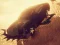 Car vs Zombie Derby — free online game