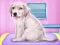 Labrador at the doctor salon — free online game