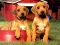 Puppy Pairs Puzzle — free online game