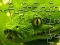 Snakes Jigsaw Puzzle — δωρεάν online παιχνίδι