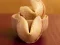 Fortune Cookies — free online game