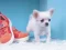 Lovely Puppy Puzzle — free online game