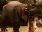 Wild Hippopotamus Hunting — free online game