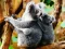 Cute Baby Koala Bear — free online game