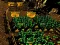 Pixel Farm — free online game