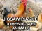 Jigsaw Puzzle Domesticated Animals — free online game