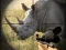 Wild Rhino Hunter — free online game