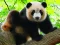 Cute Baby Panda — free online game