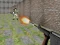 Bullet Fire — free online game