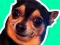 What meme dog are you ? — free online game