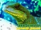Chinese Water Dragon Jigsaw — free online game