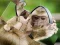 Chimpanzee Jigsaw เกมออนไลน์