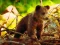 Cute Baby Bears — δωρεάν online παιχνίδι