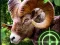 Crazy Goat Hunter 2020 — free online game