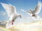 Flying Birds