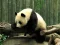 Pandas Puzzle — free online game