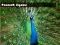 Гаме Peacock Jigsaw онлајн