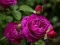 Purple Roses — free online game