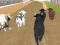 Angry Bull Racing — free online game