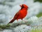 Birds Puzzle — free online game
