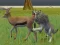 Wolf Life Simulator — free online game