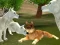 Wild Wolves Hunger Attack — free online game