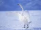 Graceful Swans — free online game