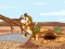 Barren Owl Escape — free online game