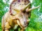 Giant Triceratops Puzzle — free online game