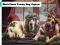 Christmas funny dog puzzle — free online game